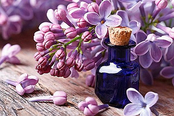 The rules of preparation, the use and use of tincture of lilac on alcohol (vodka)
