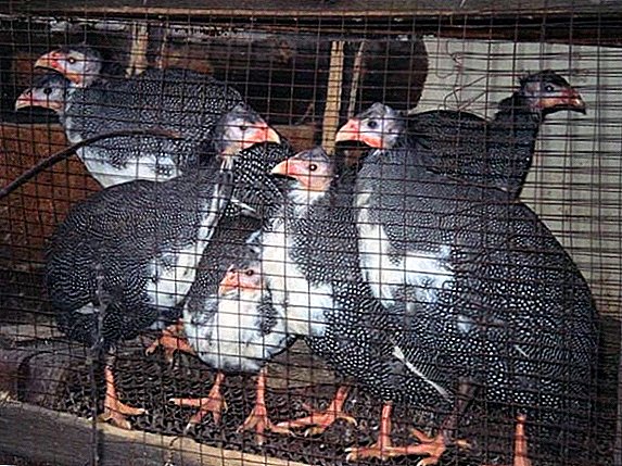 Rules for the maintenance of guinea fowl in the cells