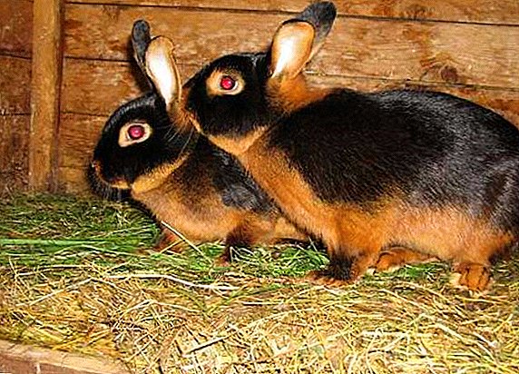 Rules for the maintenance and feeding of rabbits black-brown breed