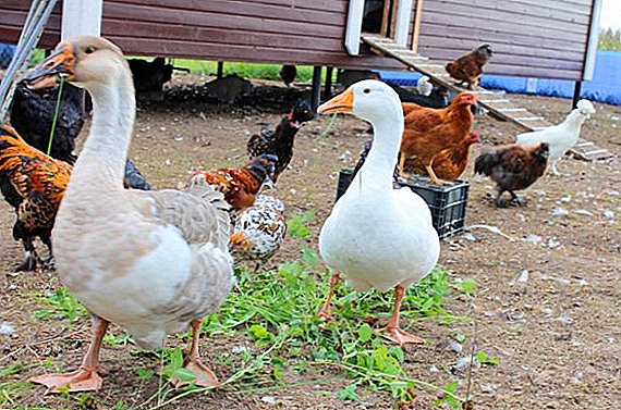 Reguli de păstrare a păsărilor în fermele private ale cetățenilor