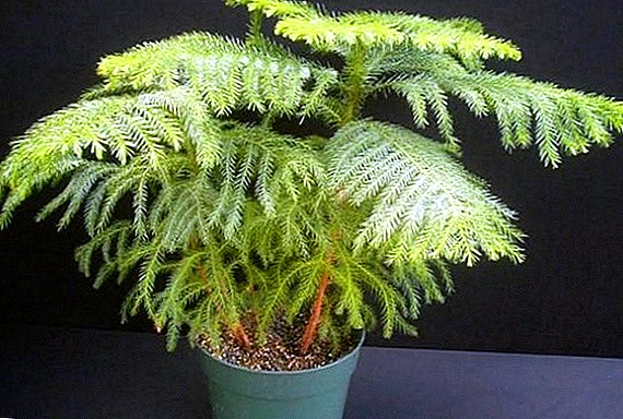 Rules for caring for Araucaria at home