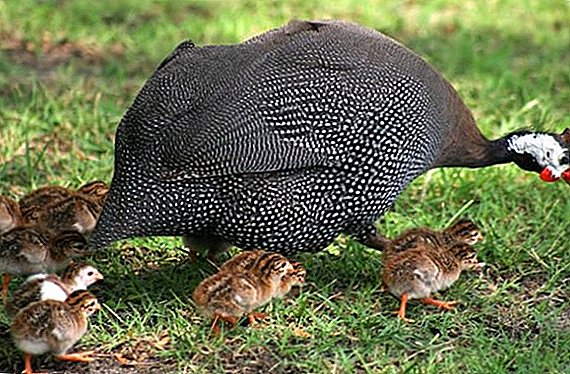Rules for the care of guinea fowl