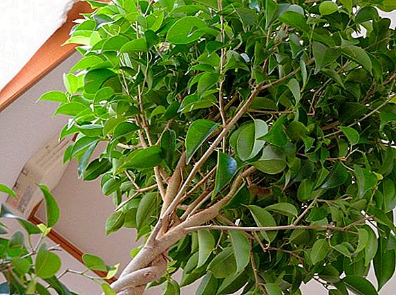 Rules for the care of ficus Benjamin "Natasha" at home