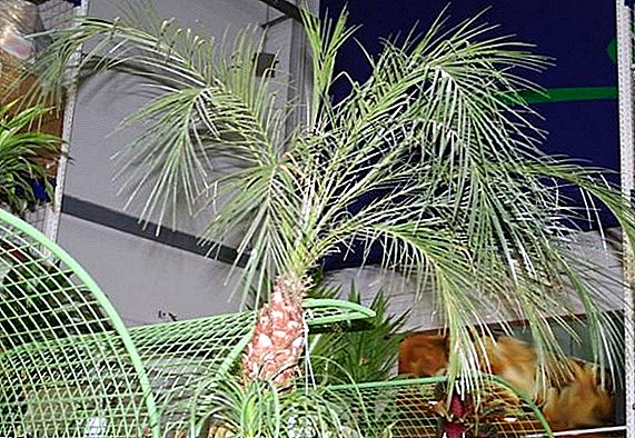 Rules for the care of date palm at home