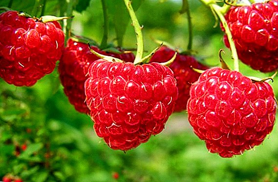 Aturan untuk perawatan musim semi dan memberi makan raspberry di musim semi
