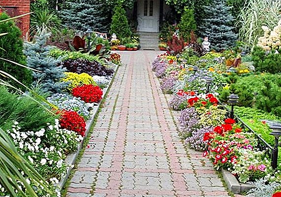 Szabályok az évelő járdaszekrény virágok kiválasztására a kertben egy leírással és fényképpel