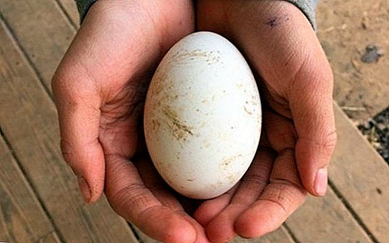 Reglas para elegir los huevos de ganso y su ovoskopirovanie por día