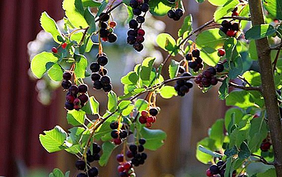 Canadian shadberry의 재배 규칙 : 식목 및 관리의 특성