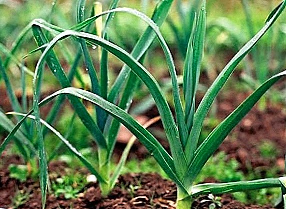 The rules of growing leek in your garden