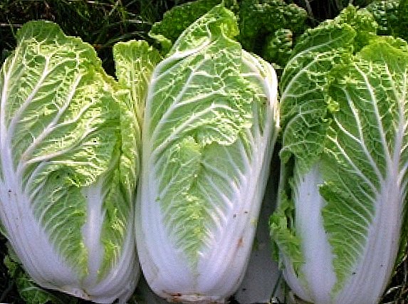 Cultivation of Chinese cabbage