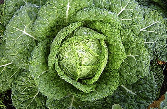 Rules for growing Savoy cabbage through seedlings