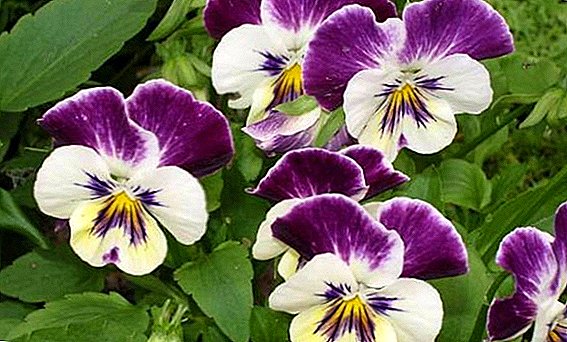 Rules for the preparation and use of tricolor violet