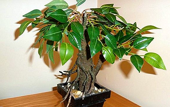 Proper pruning of ficus at home