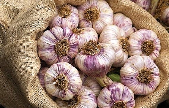 Proper autumn planting garlic: dates, varieties, preparation