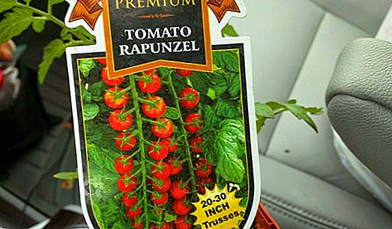 Richtiges Anpflanzen und Eigenschaften von Tomaten "Rapunzel"