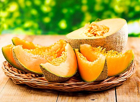 Richtige Pflanzung und Melonenpflege