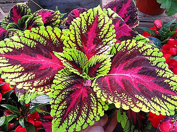 Proper fit and care for Coleus