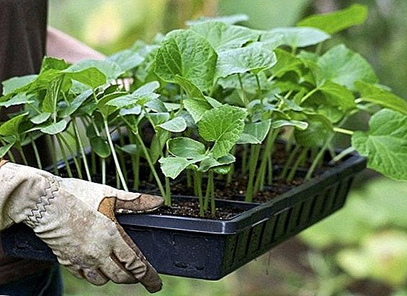 Planter correctement des plants de concombre dans une serre en polycarbonate