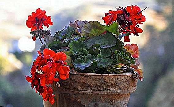 Proper watering geraniums at home