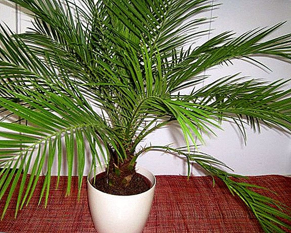 Proper care of your home palm: general recommendations