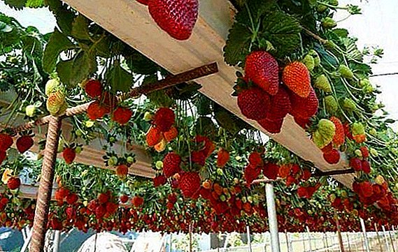 În mod corespunzător, crește căpșunile folosind tehnologia olandeză.