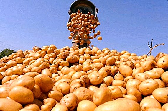 Armazenamento adequado de batatas para o inverno