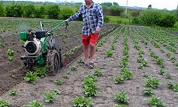 Proper hilling of potatoes with a walker