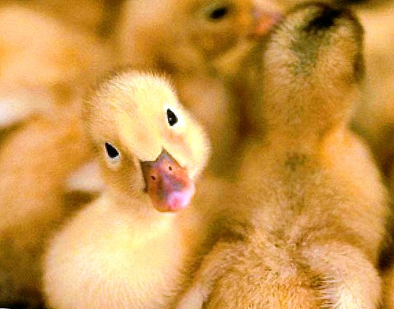 Riktig ernæring av goslings fra de første dagene i livet