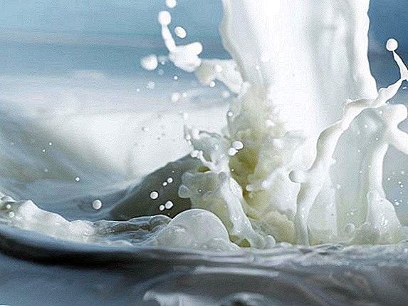 Rusijos vyriausybė patvirtino naujas pieno gamintojų subsidijavimo taisykles