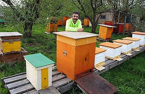 The advantages and features of the use of nucleus hives