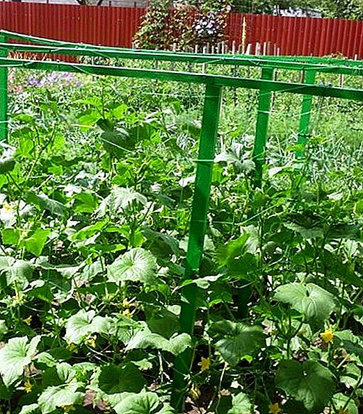 Advantages and rules of installing trellis nets for cucumbers