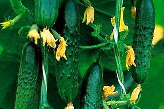 Ventajas y reglas del cultivo de una verdadera variedad de coronel de pepino.