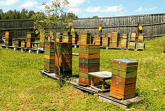 The advantages of using the hives "boa"