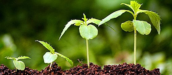 المخدرات "سحر" (سحر) للنباتات: كيفية استخدام منشط النمو