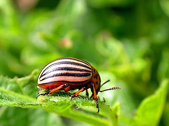 Preparations for the fight against the Colorado potato beetle