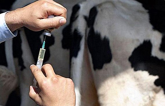 Medicamentos utilizados en el tratamiento de las vacas.