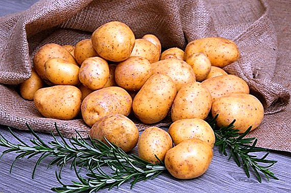 Op welke temperatuur de aardappelen in het appartement worden bewaard
