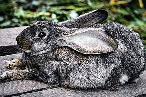 Causas de agresión en conejos y métodos de sedación.