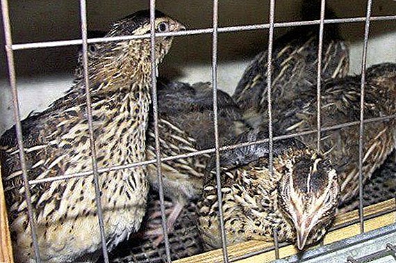 Causes and measures to eliminate quail in quails