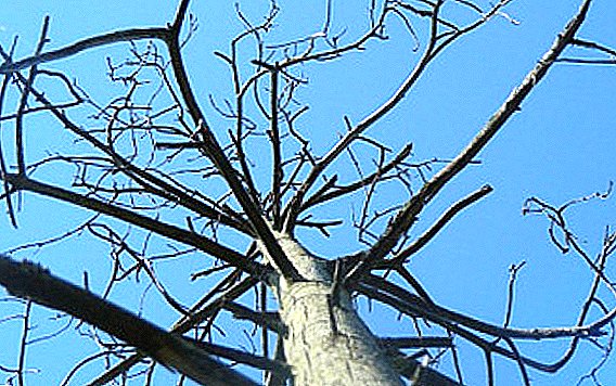 Redenen en manieren om bomen met een zaagsnede te verwijderen
