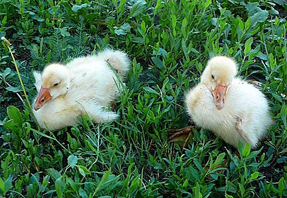 The reasons why goslings can fall to their feet