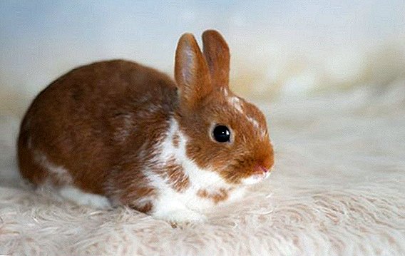 Anledningen till att kaninen gnäller vid andning av näsan