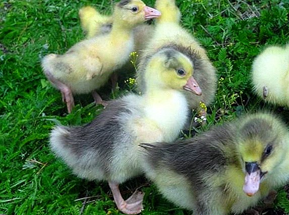 The reasons why goslings die. Prevention and treatment