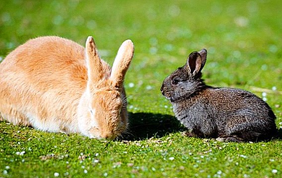 The reasons for which the rabbit and the rabbit die