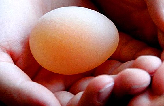 Las razones por las que el pollo pone huevos sin cáscara, la decisión.