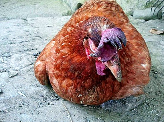 Causes and treatment of diarrhea in chickens