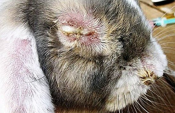 Causas de la enfermedad ocular en conejos y su tratamiento.