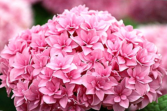 Causes of yellowing and drying of hydrangea leaves