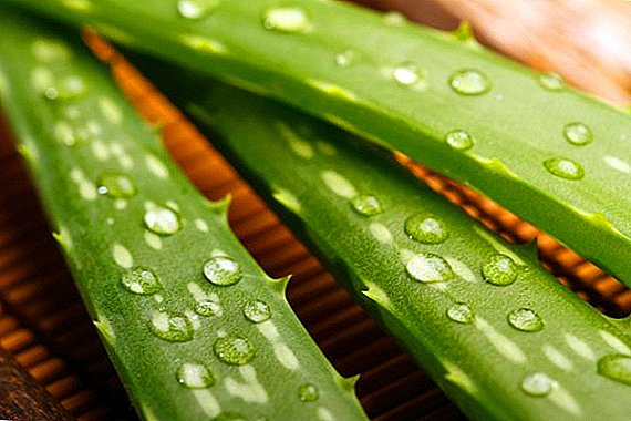 The use of aloe in traditional medicine