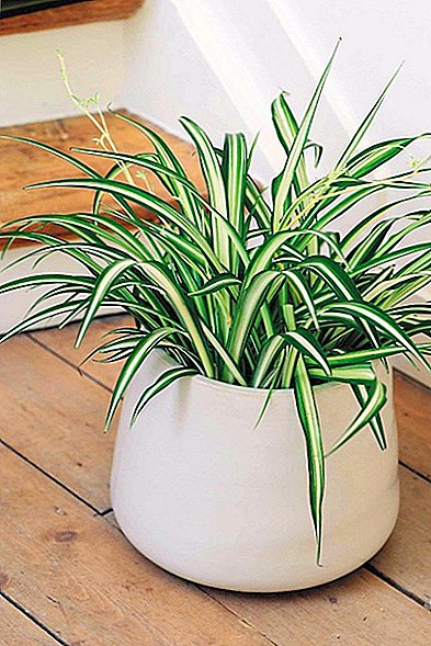 Application and beneficial properties of chlorophytum